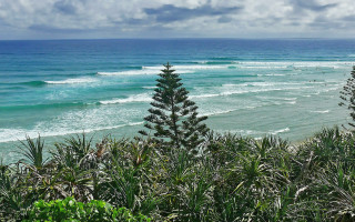 Beach tree water view foreground - a view of a beach free wallpaper for desktop