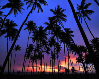 Sunset palm trees purple sky 2 - a purple sky in the background free wallpaper