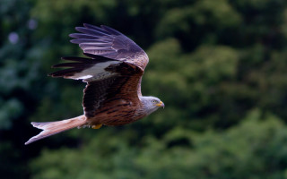 Bird of prey flying over - tree and bushes free wallpaper