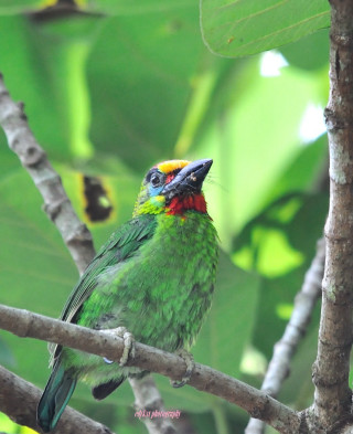 Colorful bird perched tree branch 2 - primitivism free wallpaper for mobile