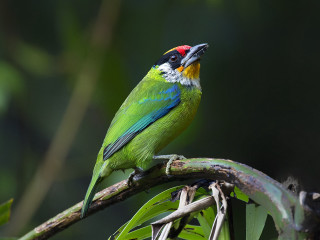 Colorful bird perched branch leaves - the background and a blurry background free wallpaper