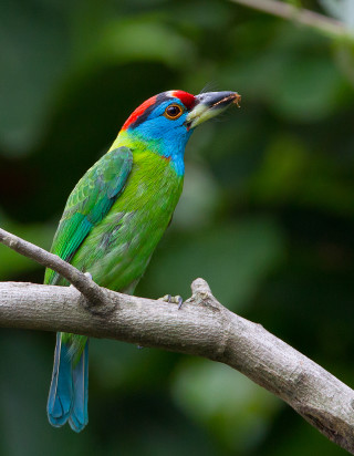 Colorful bird perched tree branch 4 - cloisonnism free wallpaper for mobile