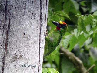 Colorful bird perched forest green 3 - a tree branch in a forest area free wallpaper