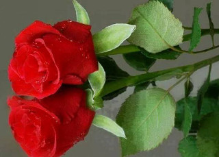 Red rose water droplets reflection - felipe seade free wallpaper