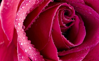 Pink rose water droplets macro 28 - anne dunn free wallpaper