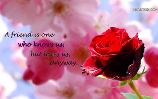 Red rose quote friend knows - a friend free wallpaper