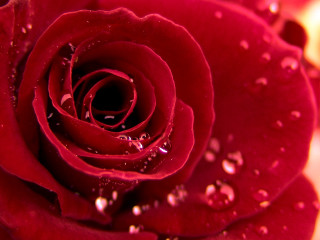 Close up red rose water - petal free wallpaper for desktop