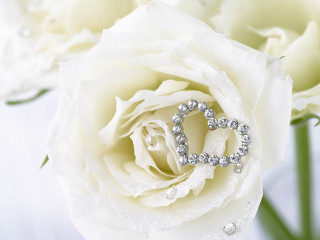 White rose diamond heart vase - a white rose free wallpaper
