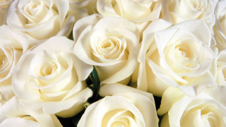 White roses bouquet arrangement floral - white rose free wallpaper
