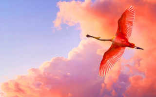 Large bird flying pink clouds - a large bird free wallpaper
