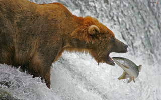 Bear catching fish waterfall air - a waterfall free wallpaper