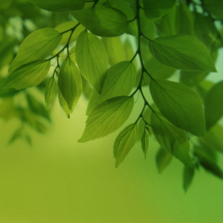 Green leafy branch bokeh nature 2 - free spring wallpaper for tablet