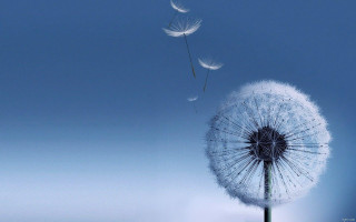Dandelion blowing wind blue sky 18 - a few white flower free wallpaper for desktop