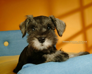 Small dog blue couch yellow - a shadow of a person free wallpaper