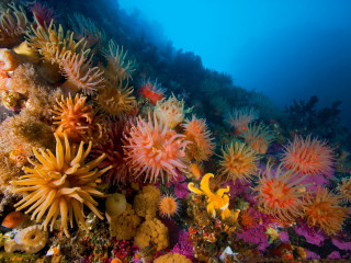 Colorful coral reef underwater fireworks - marine free wallpaper