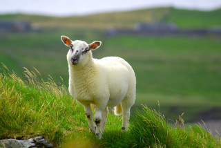 Sheep grassy hill sky background - a green field behind free wallpaper