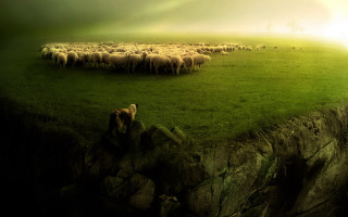 Sheep herd green field cliff - a lush green field next free wallpaper