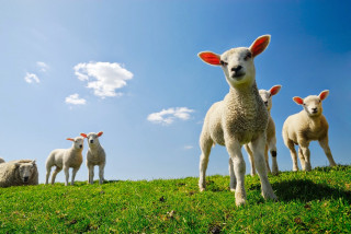 Sheep green field blue sky - david dougal williams free wallpaper