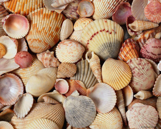 Sea shells table top pile - aquirax uno free wallpaper