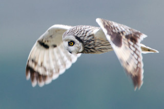 Bird flying wings spread eyes 2 - sharp focus free wallpaper