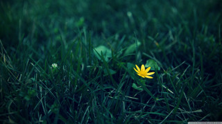 Yellow flower grass sunny day 2 - single free wallpaper for desktop