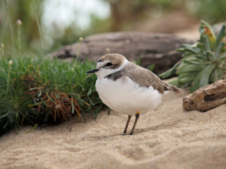 Small bird sandy beach plants - a small bird free wallpaper