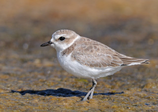 Small bird beach grass brown - a sandy beach next free wallpaper