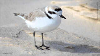 Small bird sandy beach ocean 2 - a sandy beach next free wallpaper