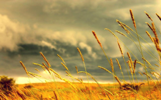Tall grass cloudy sky field 3 - tall free wallpaper
