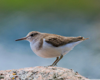 Small bird rock blurry background 2 - a blurry background of grass free wallpaper