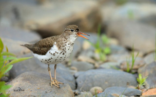 Small bird rock grass background - female free wallpaper