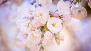 Flowers branch daytime sunny blooming - cindy wright free wallpaper for desktop