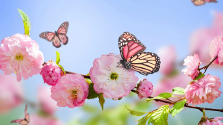 Butterflies pink flower bush blue - nature free wallpaper