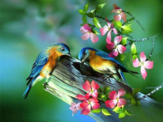 Birds branch flowers blurry background - the background and a blurry background behind them free wallpaper for desktop