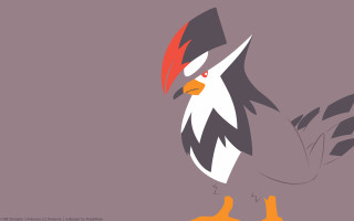 Red beaked black winged bird - black wing free wallpaper