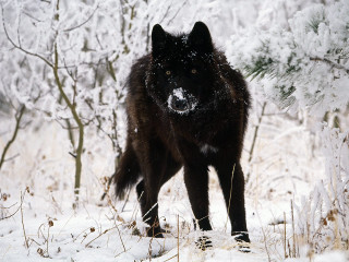 Black wolf snow forest trees - in a forest free wallpaper for desktop