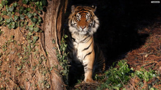 Tiger dark tree bushes jigsaw - a tiger free wallpaper for desktop