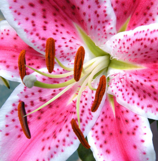 Pink white flower red spots - free flowers wallpaper for tablet