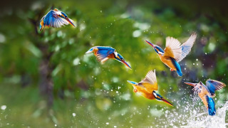 Birds flying water trees background - the background and water free wallpaper