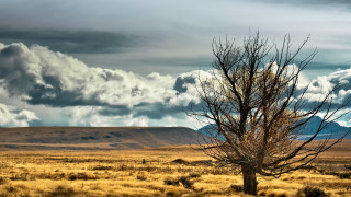 Lone tree field mountains clouds - scattered free wallpaper