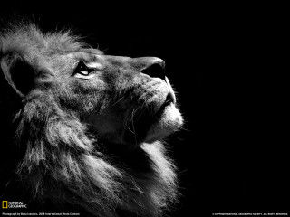 Lion looking up black background 3 - its eye free wallpaper