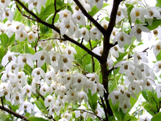 Tree white flowers green leaves 4 - a white sky in the background free wallpaper