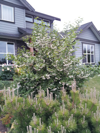 Tree white flowers house lawn - summer vibrancy free wallpaper for mobile