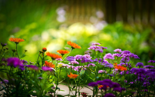 Garden purple orange flowers wooden 2 - a garden free wallpaper