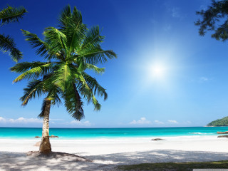 Palm tree beach sun clouds - a bright sun free wallpaper
