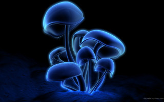 Blue mushrooms dark background blue - a blue light free wallpaper