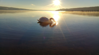 Swan swimming water sunset dawn - a swan free wallpaper for desktop