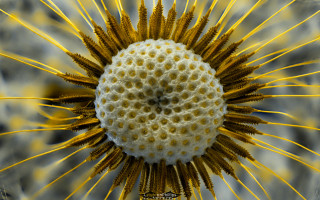 Yellow flower black background fireworks - ernst haeckel free wallpaper