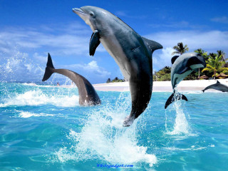 Dolphins jumping water tropical palm - a tropical setting free wallpaper