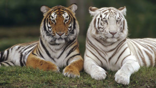 White tigers laying grass field 2 - free animals wallpaper
